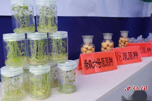 科技賦能，提質(zhì)增效 中國馬鈴薯產(chǎn)業(yè)的主糧化之路與增值探索